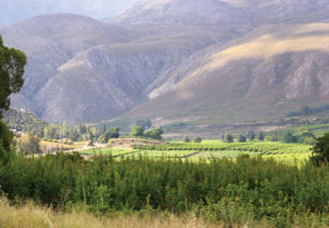 Ladismith is a rural farming community of about 7,100 people. It is nestled at the foot of a mountain range and is about an hour’s drive east from Cape Town. Photo via sa-venues.com.
