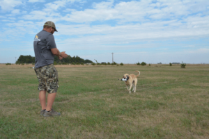 Dane Johnson encourages his dog, Zale, as he retrieves a decoy.
