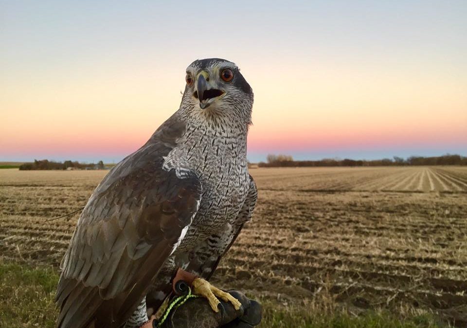 Working with birds of prey