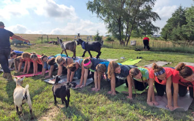 Just ‘kidding’ around: Goat yoga offers laughter in the pasture