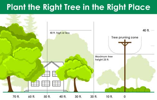 Plant the right tree in the right place