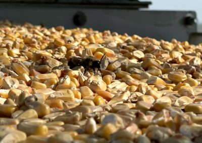 A bee rests on a pile of corn at KAAPA Ethanol Ravenna.