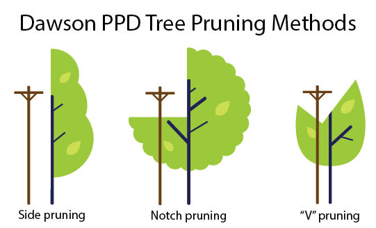 Dawson PPD tree pruning methods